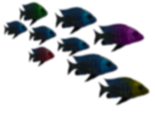 color-fish-1-qnkfxnws14rzyap2v22u4etgx2uqmzlzvqmb7w7bda